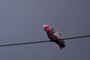 cockatoo on power line